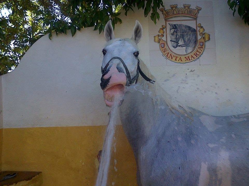 Passeio a cavalo no Centro Hípico Santa Maria, Algarve