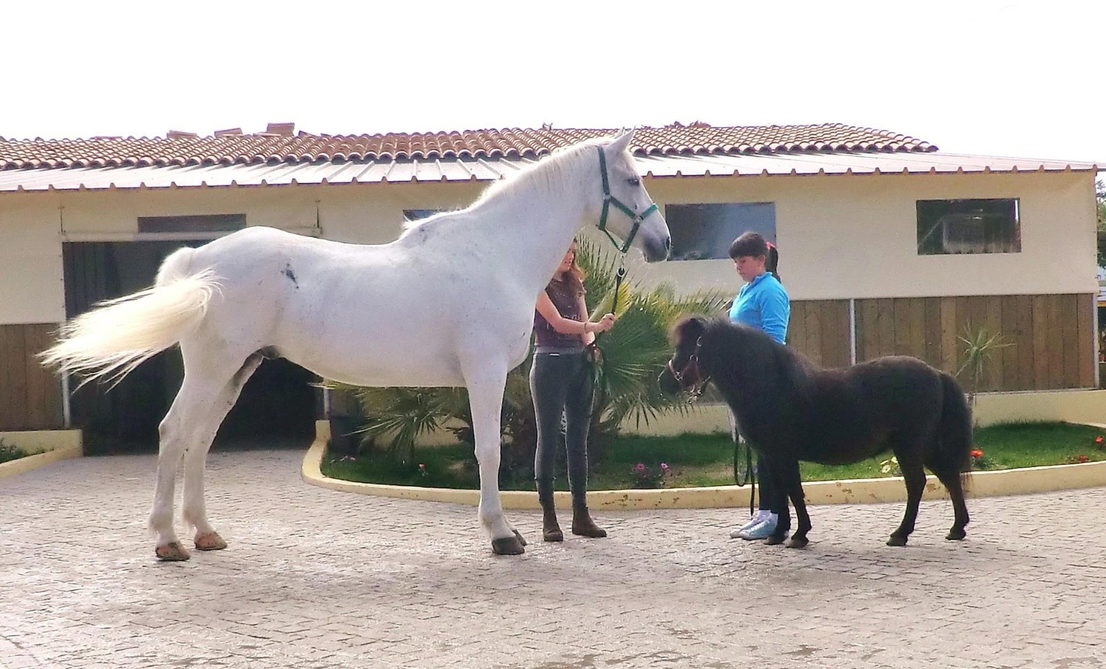 Passeio a cavalo no Centro Hípico Santa Maria, Algarve